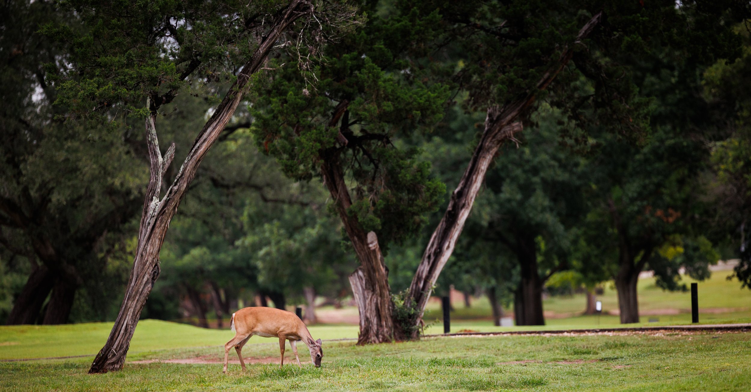 Wildlife
