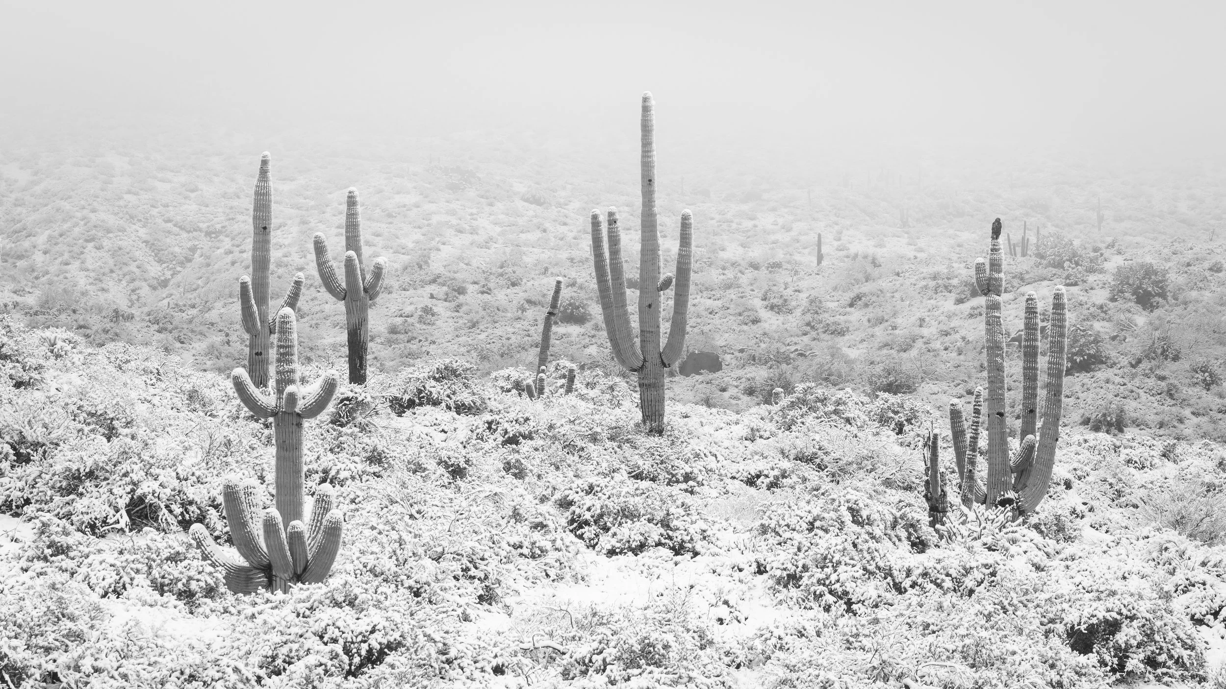 Saguaros in the Snow, Cave Creek, AZ