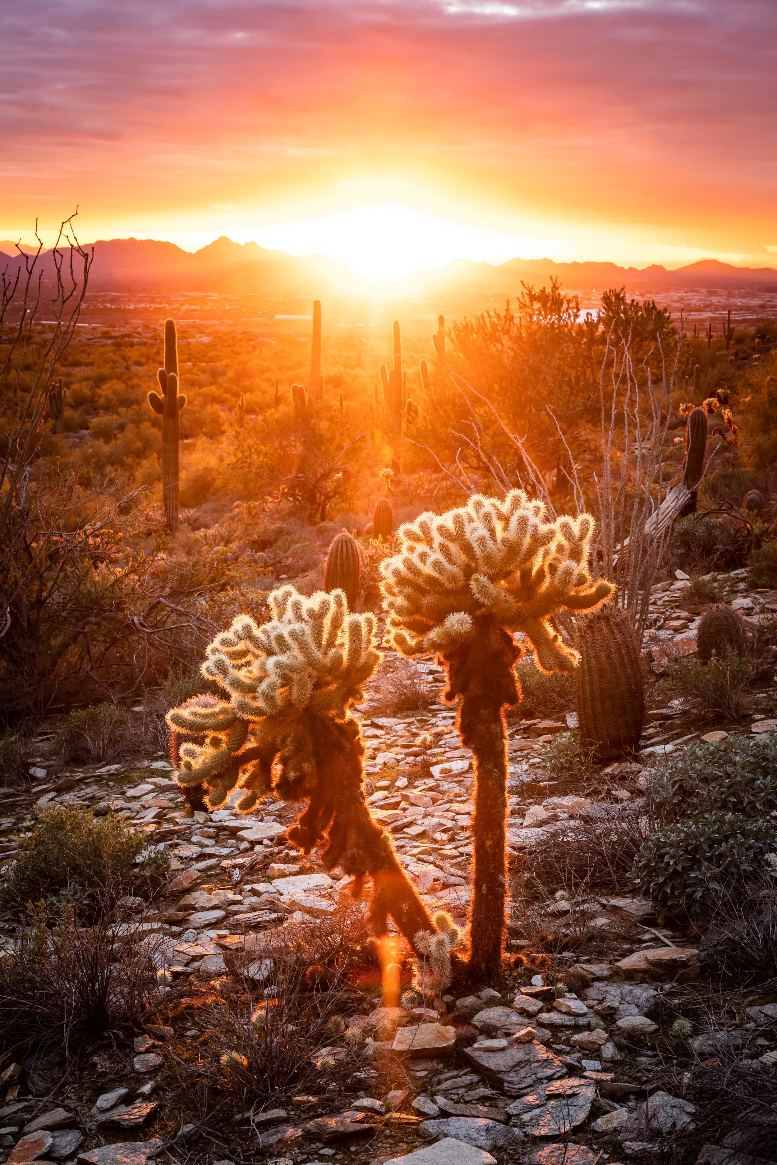 Cholla Glow, Scottsdale, AZ