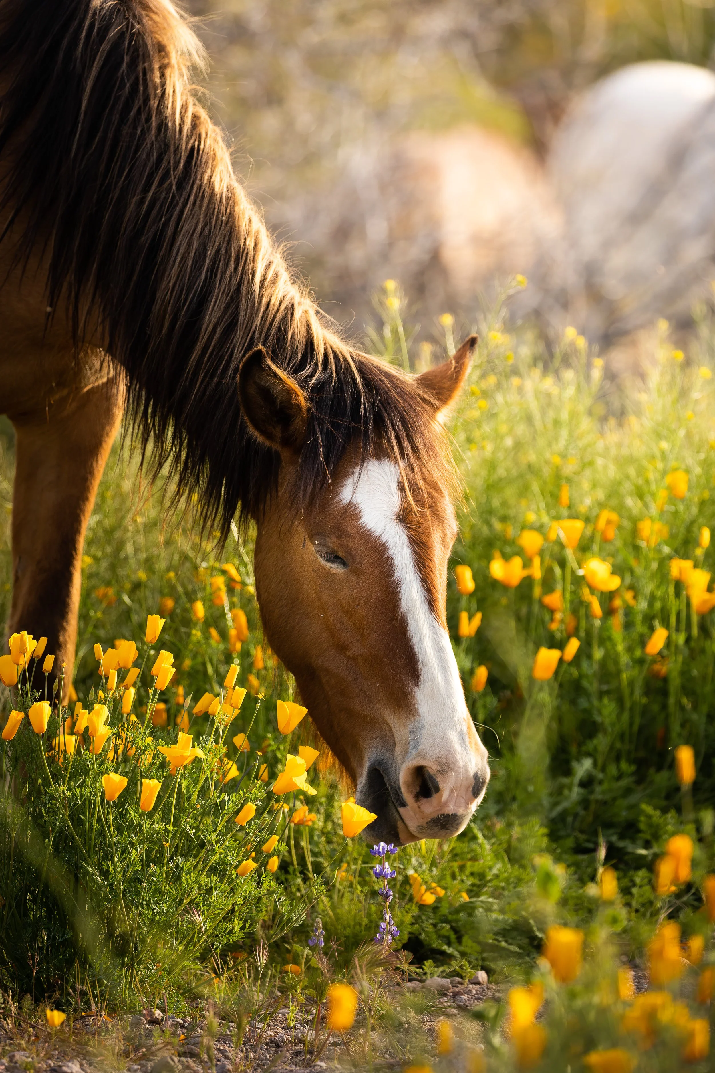 Wild Horse Wild Flower, Tonto National Forest, AZ
