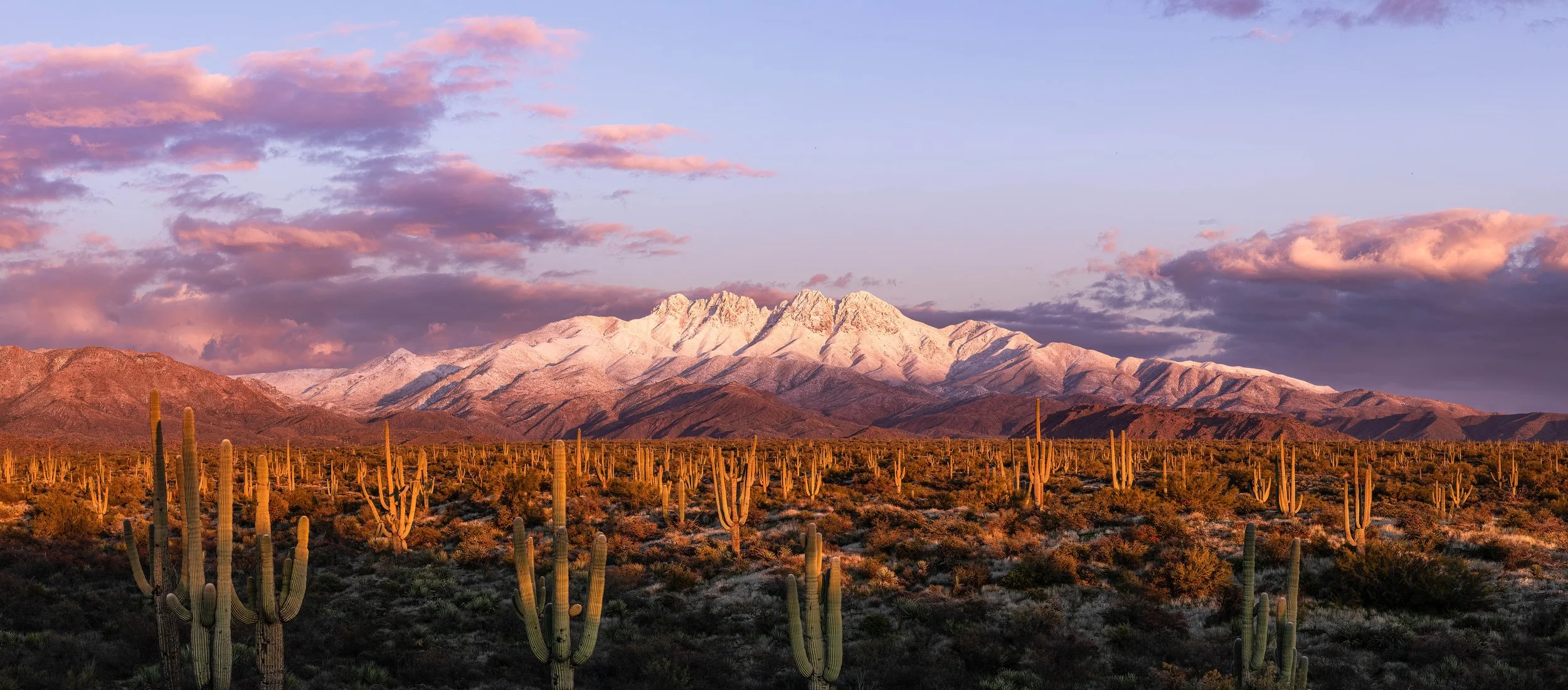 Four Peaks and the Saguaro Forest Wide, Tonto National Forest, AZ
