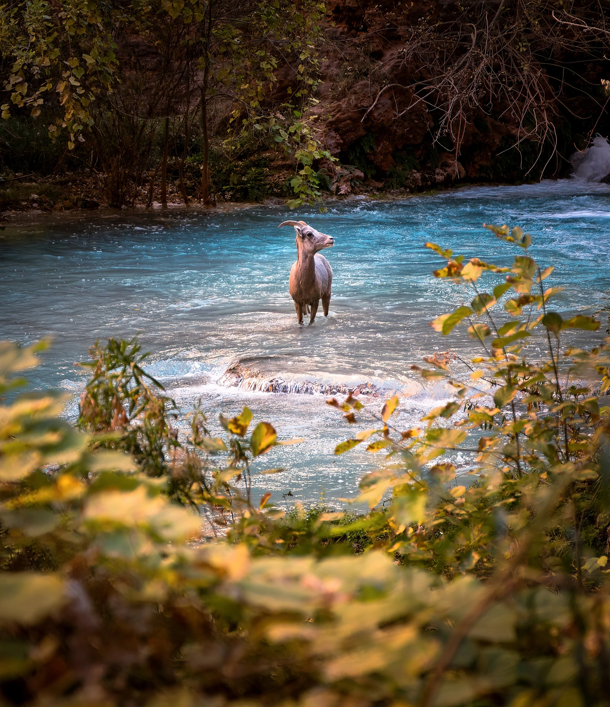 Bighorn in Havasu Creek, Supai, AZ