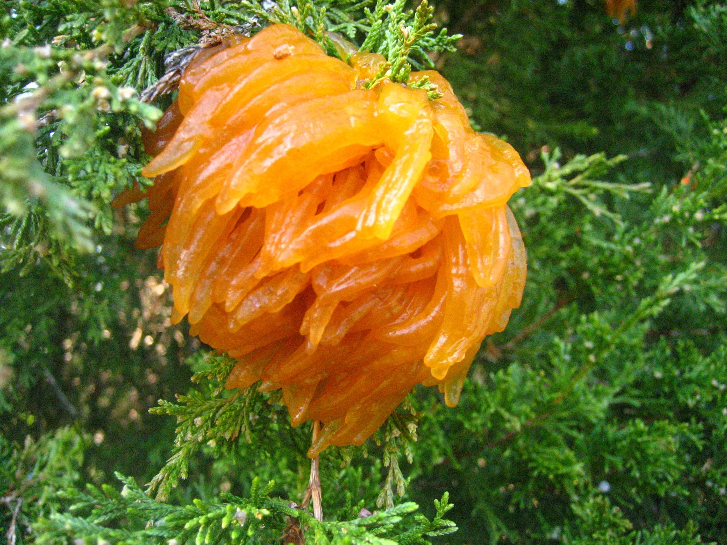 Cedar-apple_rust_2.jpeg