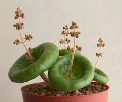 Crassula Umbella.jpeg