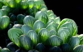 Haworthia Cooperi2.jpeg