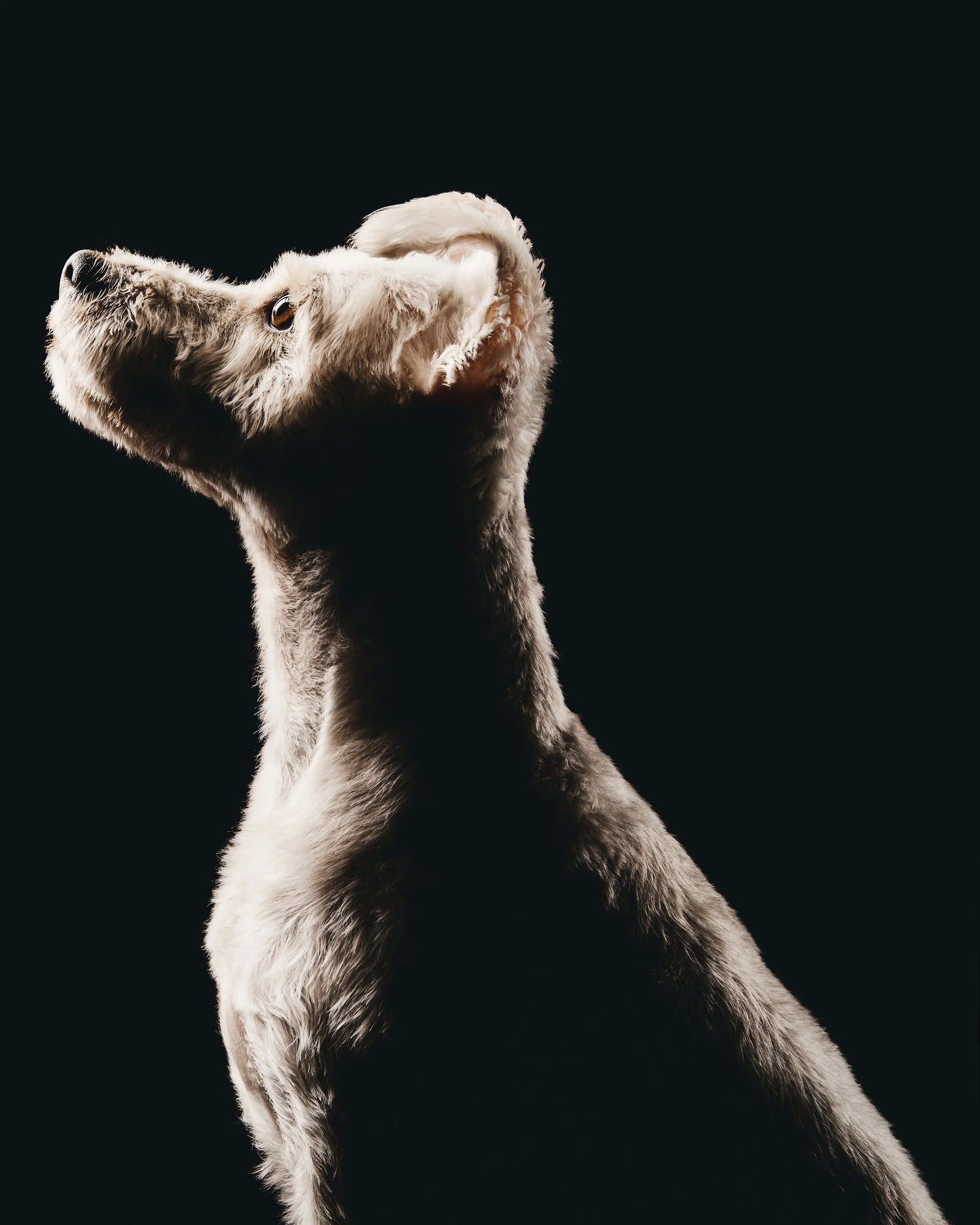 11_14_21_Harlie-Gryffon_Bruce5205 copy.jpg