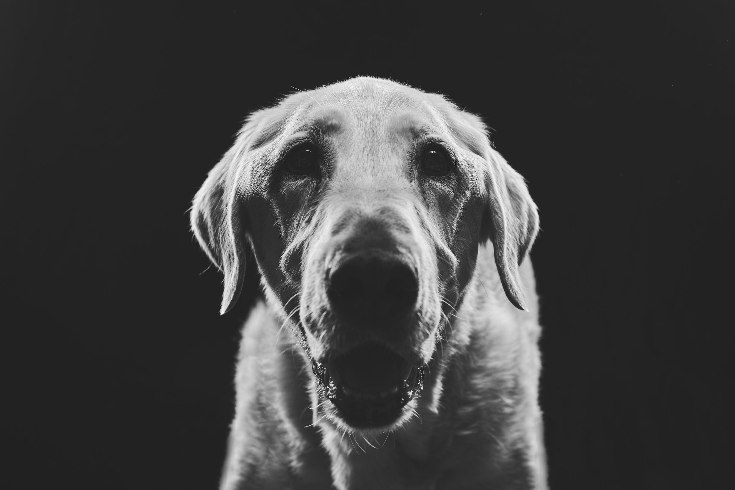 Black and white dog portrait.JPG
