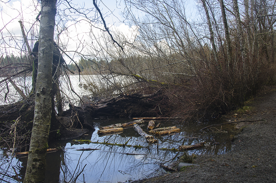 Elk Lake walk in early spring 5..jpg