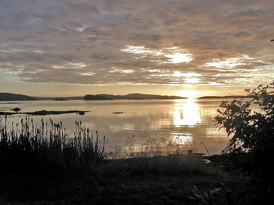 sidney golden dawn..jpg