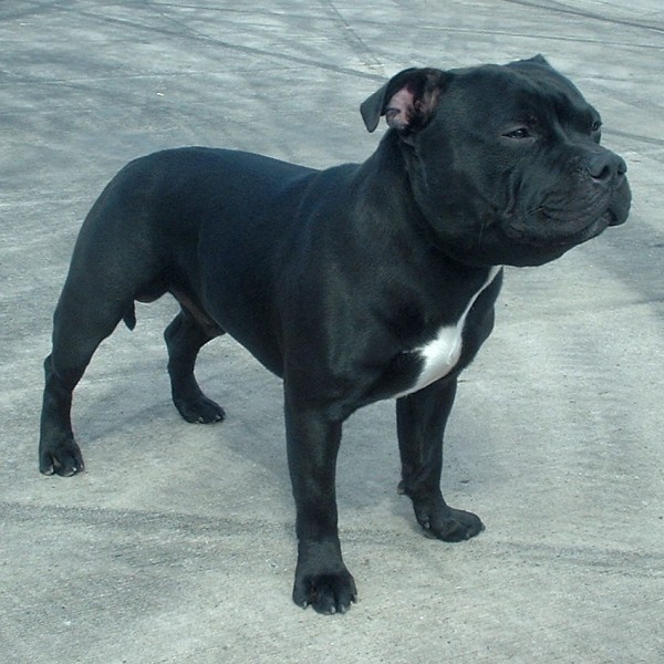 image from wikipedia's staffordshire bull terrier page. i mean seriously, can they get any cuter?