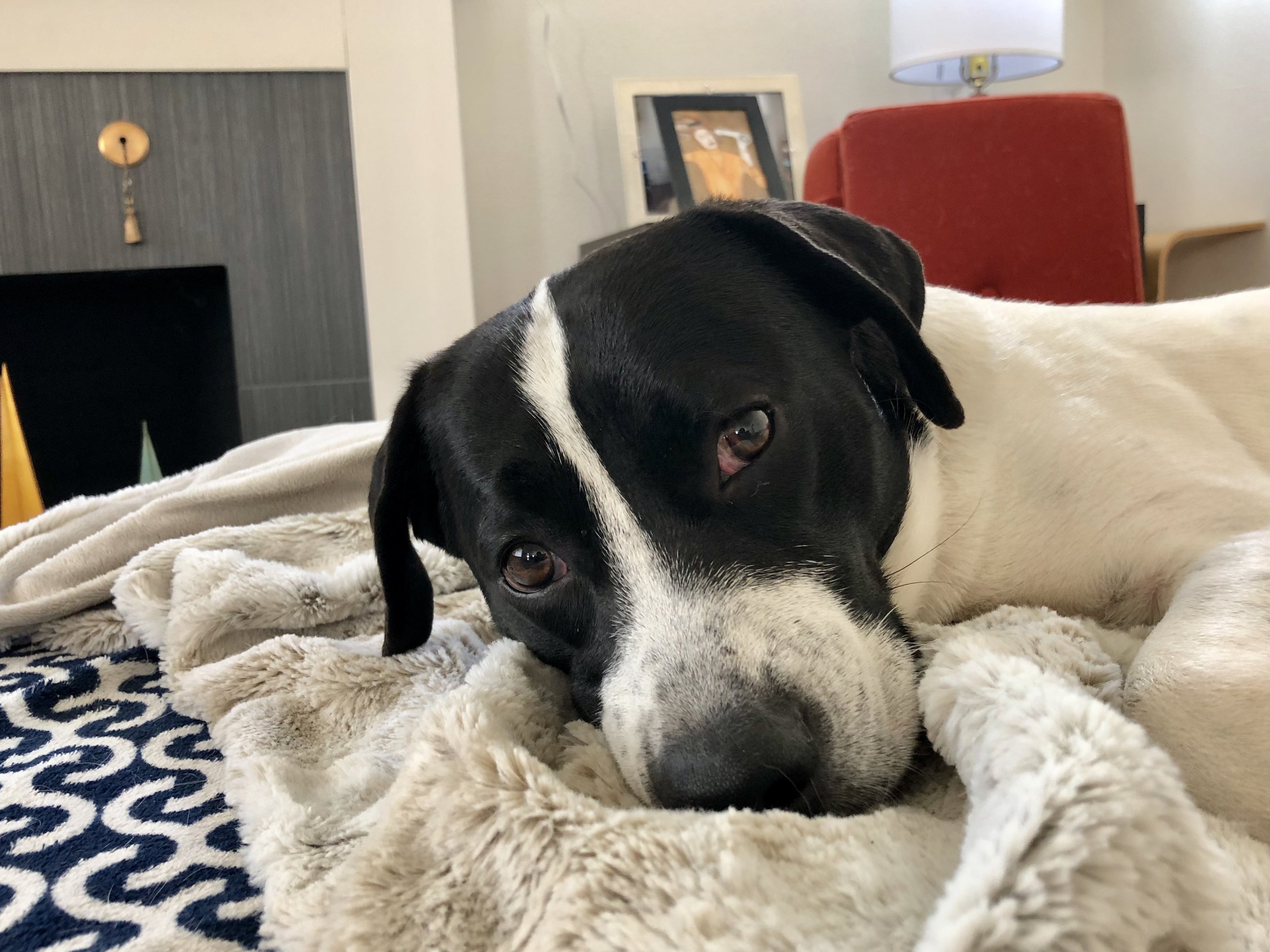 otis was the best foster non-fail