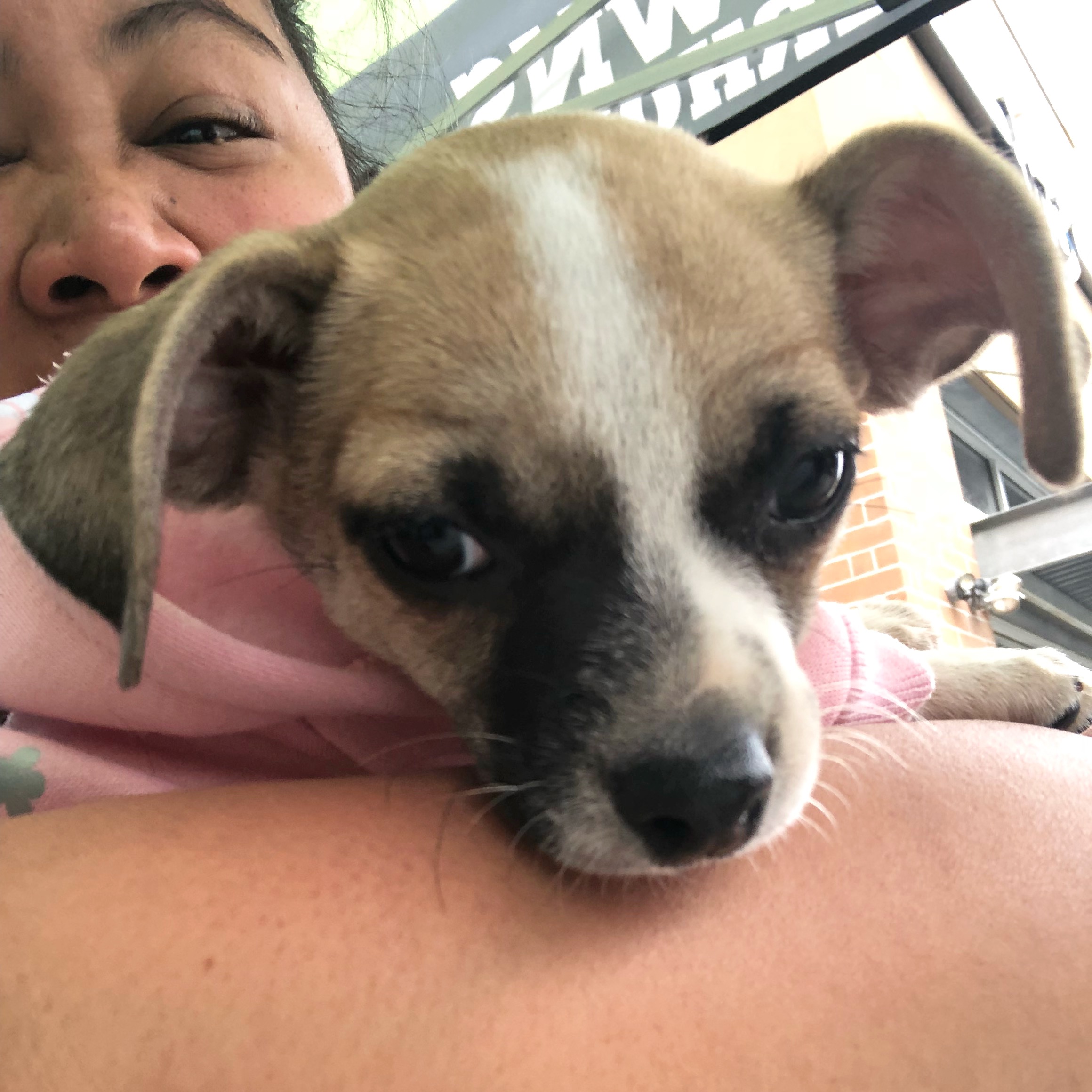 OTAT Puppy Feta