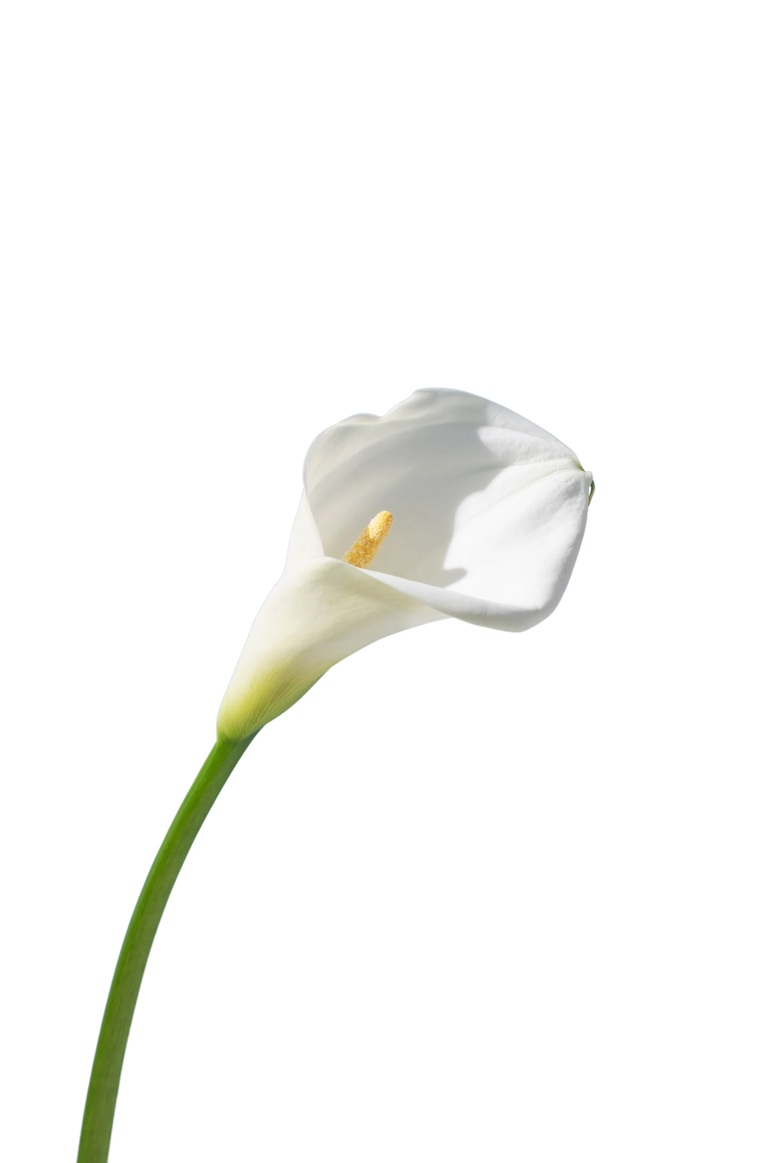 Calla Lilies