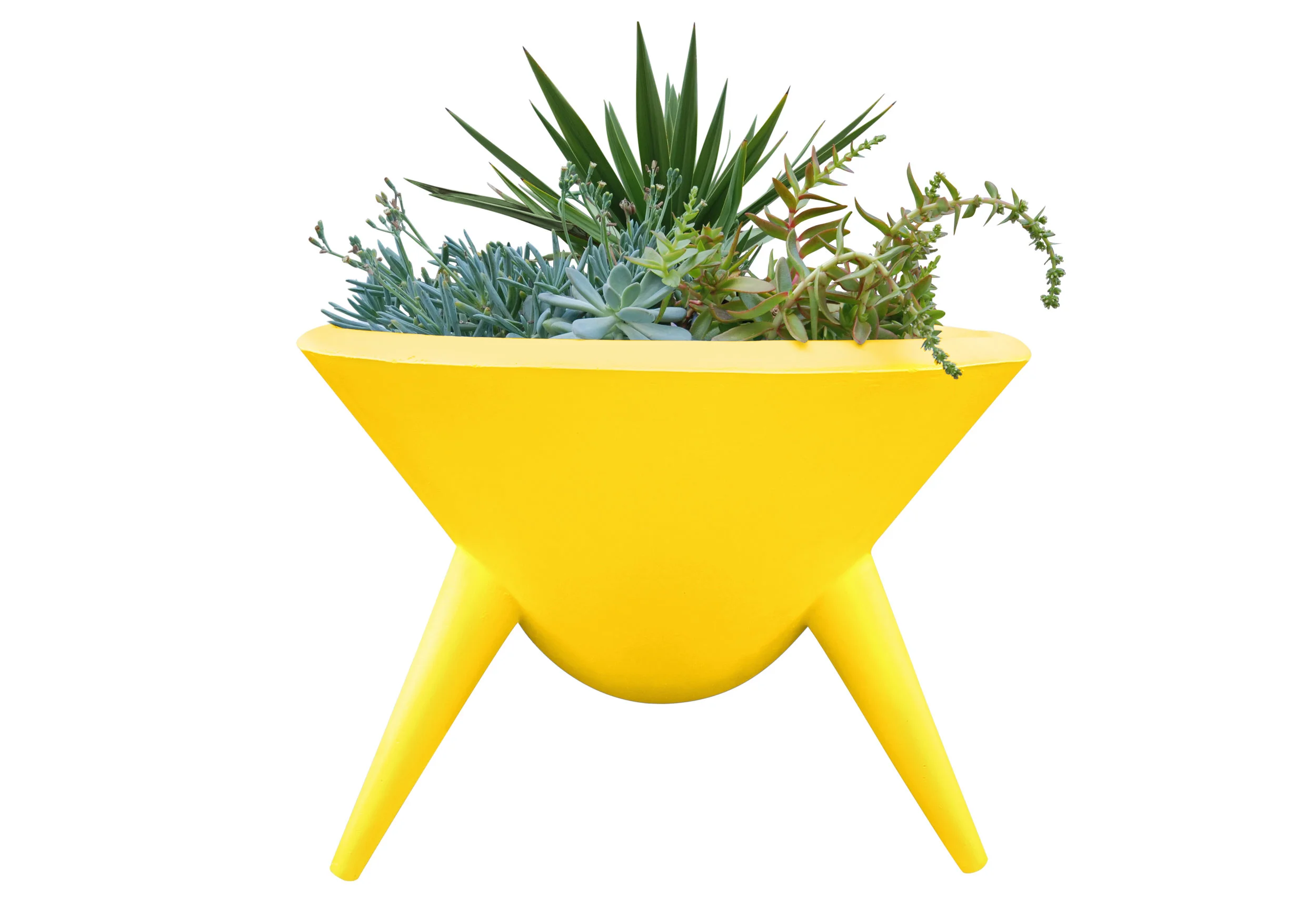 DSC_0416_Dandelion Yellow.jpeg