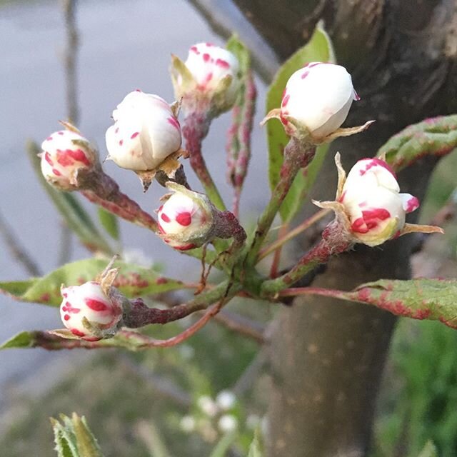 Pear blossoms ready to open.  Pear flowers don&rsquo;t draw a lot of attention.  But these look pretty cool now before they open.  Many flowers on this one this year.  Hopefully that means many fruits. .
.
.
.
#pear #peartree #urbangardening #urbanga