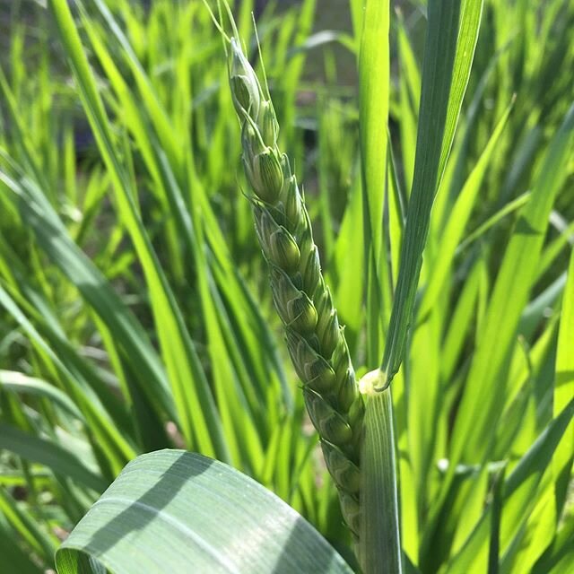 Backyard Einkorn wheat. .
.
.
.
#haventscreweditupyet #einkorn #backyardwheat #urbangardening #urbangarden #urbanhomesteading #suburbangardening #suburbangarden #suburbanhomesteading #permaculture #permaculturedesign #growyourown #homegrown #foodfore