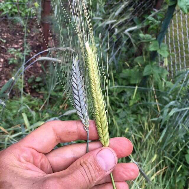 Photo 1.) Black winter emmer on the left, einkorn on the right.  Both are in the milk stage right now.  The milk stage is the stage at which we eat sweet corn.  So they have some more maturing to do before harvesting for making flour.  Photo 2.) I th