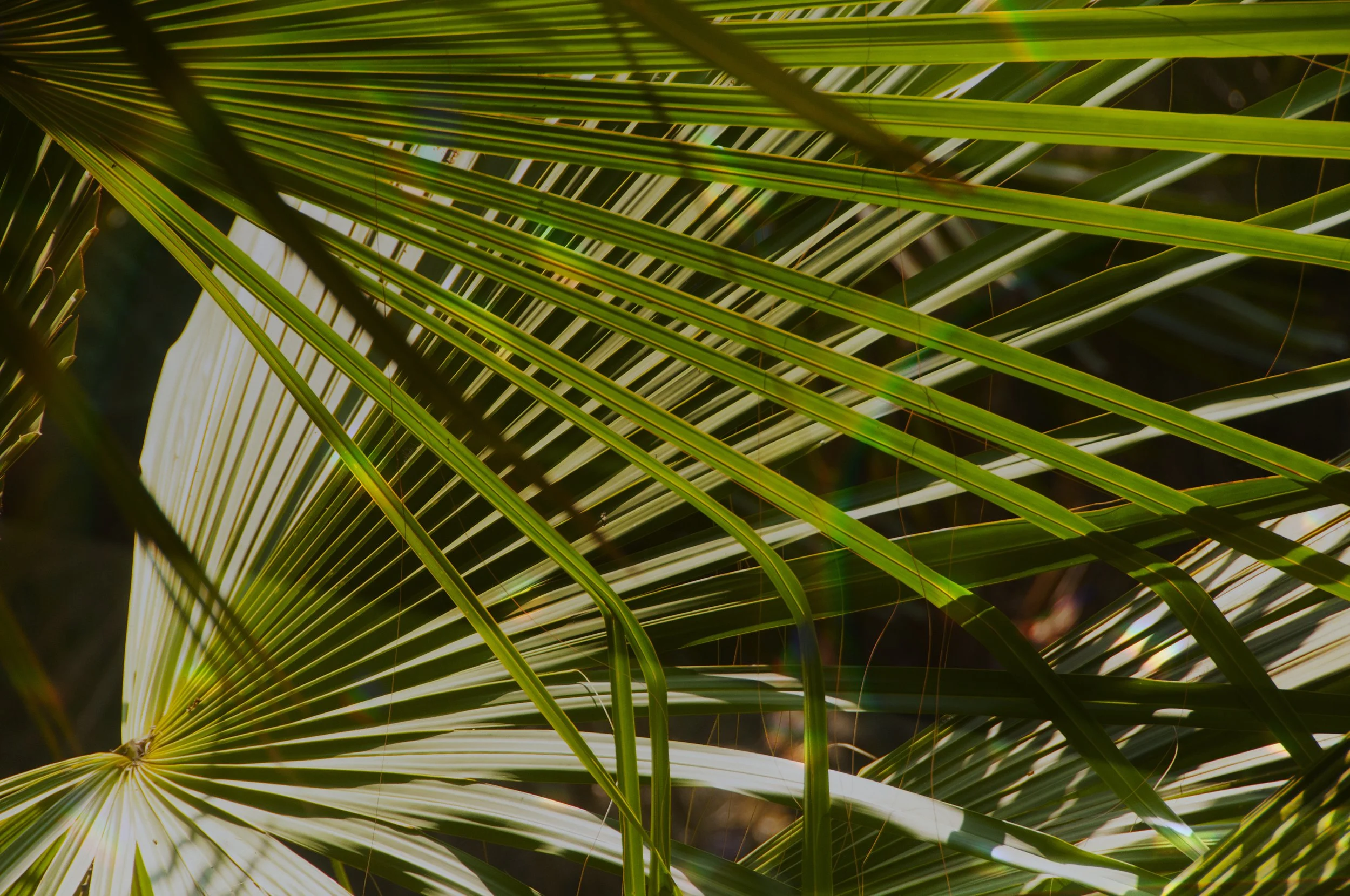 natural-background-in-the-forest-2021-12-16-18-50-34-utc copy.jpg