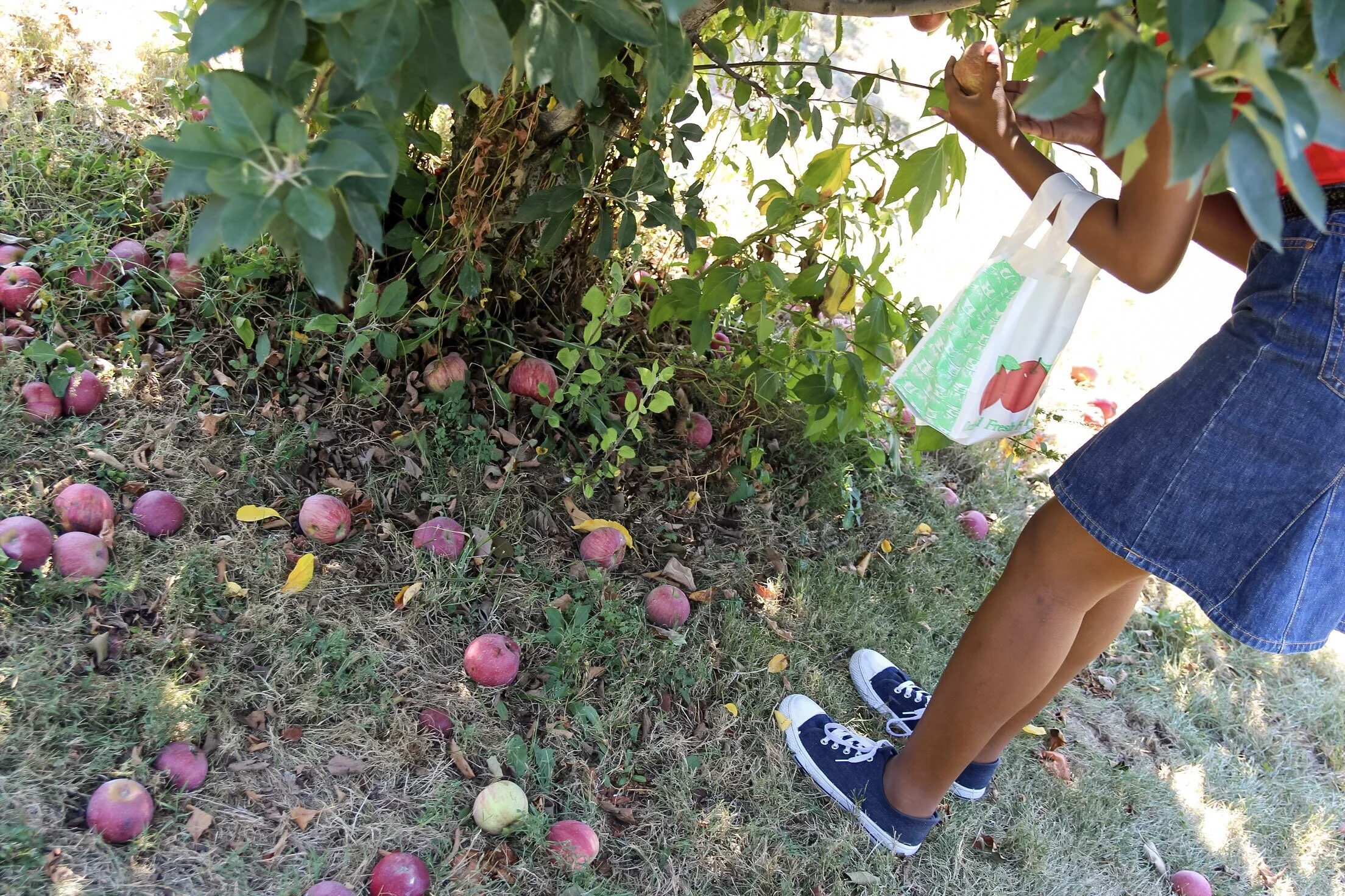 Monnin Fruit Farm.jpeg