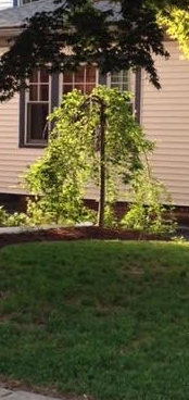 Favorite little tree. 