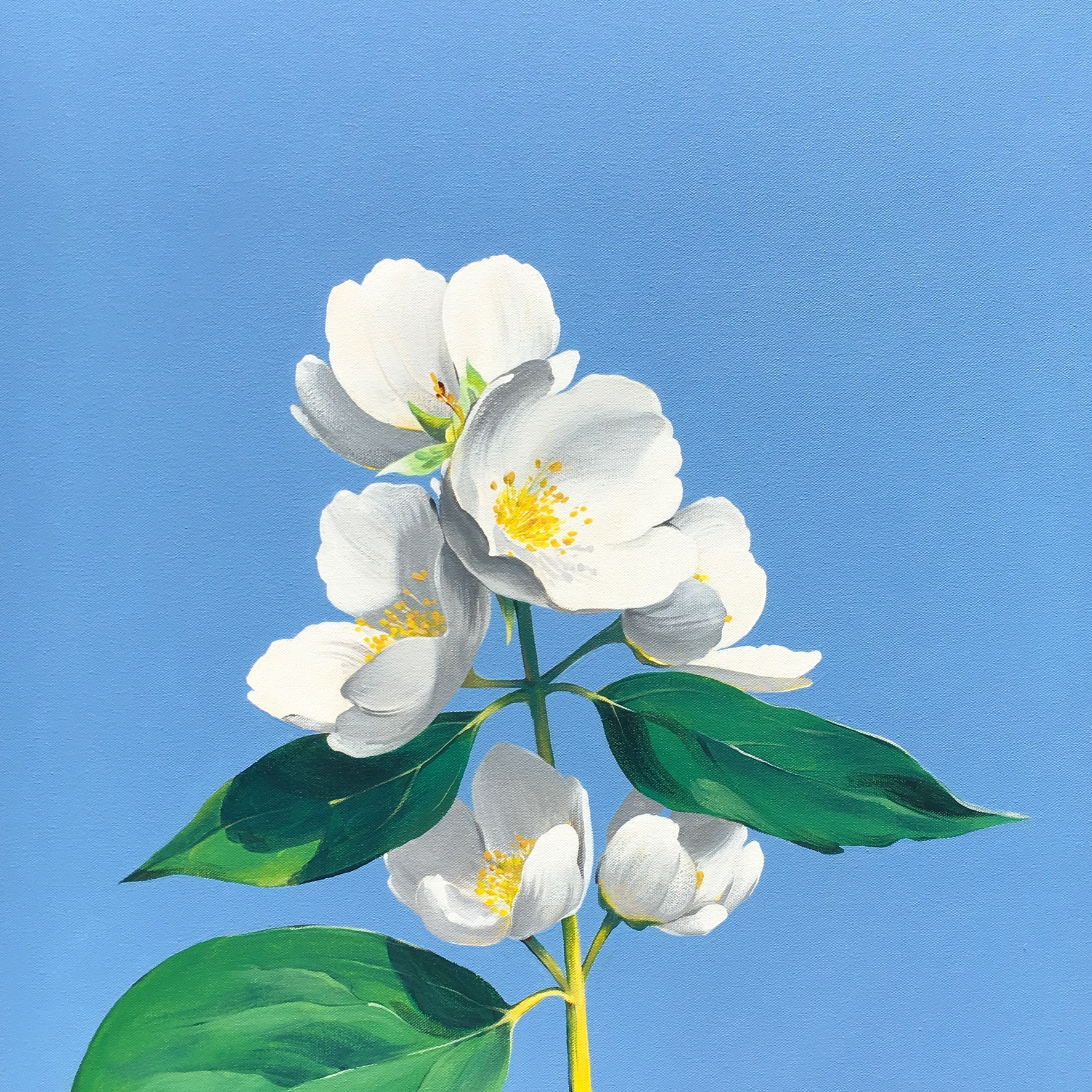Ouizi_Flowers with Sky_Final.jpeg