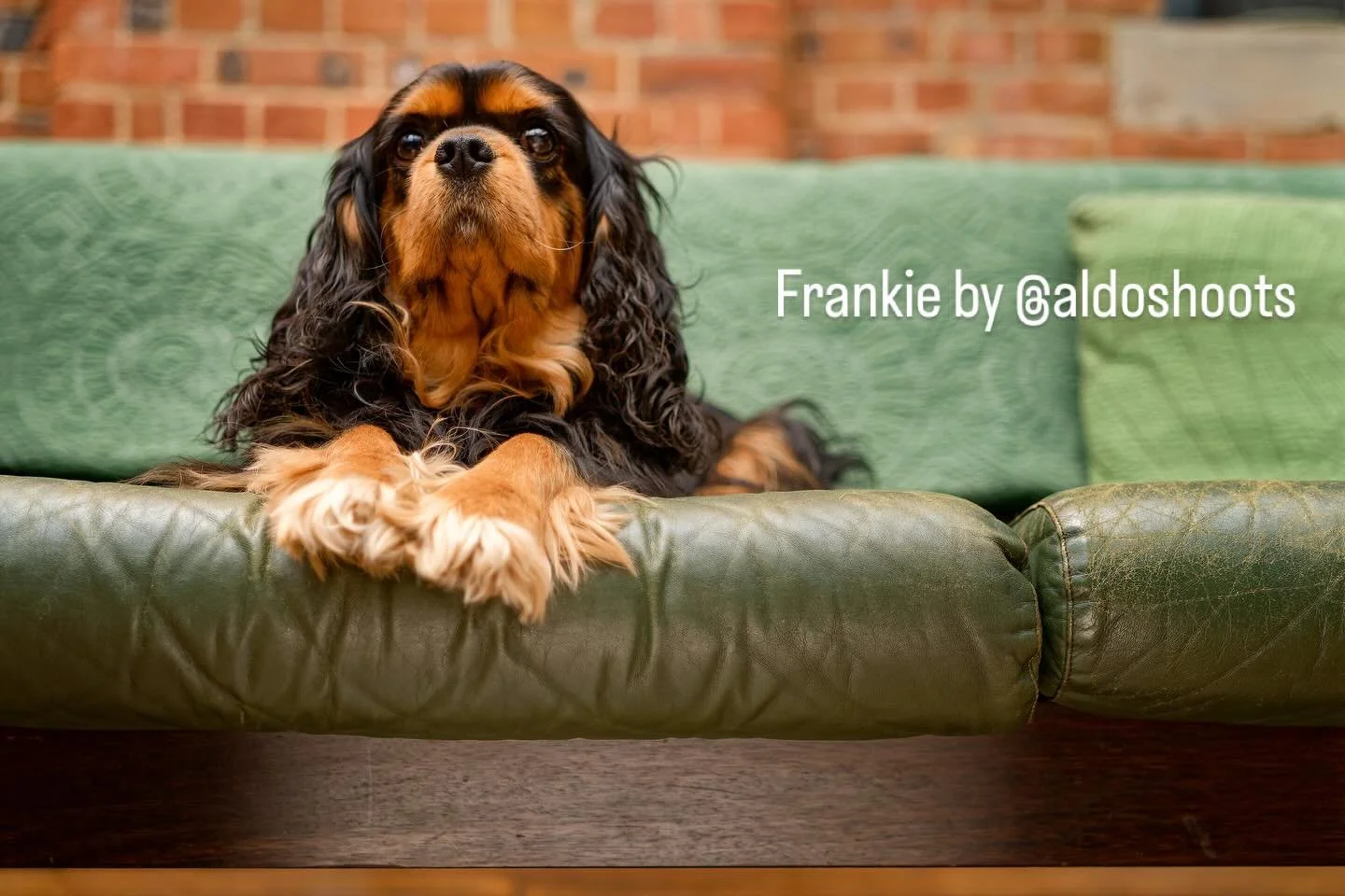 Our favourite Frankie! #cavalierkingcharles #photolocation #filmlocation #londonlocation #londonshootlocation