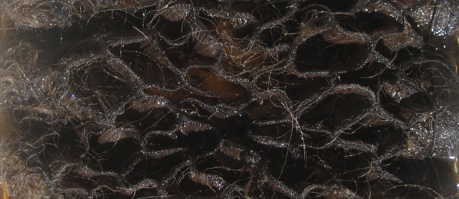 IMG_8527 Cropped for Banner.jpeg