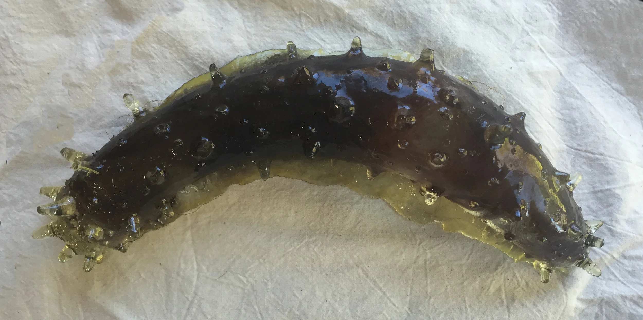 Sea Cucumber Wiglet.4.IMG_9244.JPG
