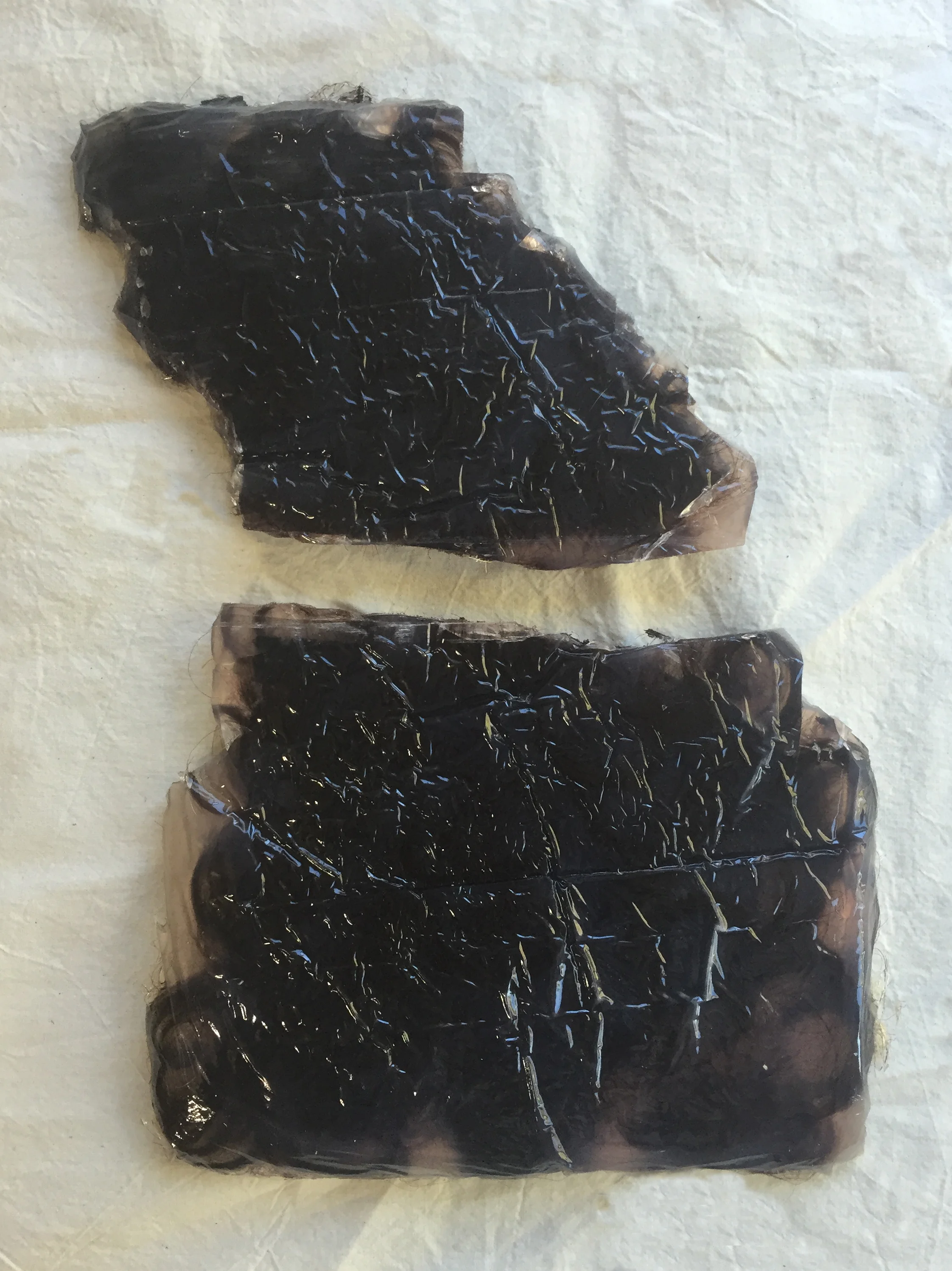 Prelude to a Wiglet.2.IMG_9318.JPG