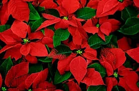 the thing about being a poinsettia...