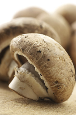 shroom.jpg