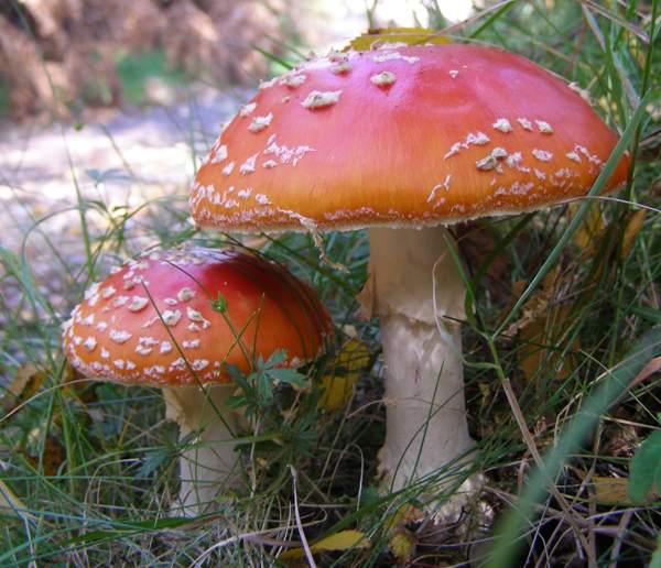 Classic Toadstool The Classic “Toadstool” Mushroom, Amanita muscaria. Poisonous and often featured in children’s picture books, greeting cards, kitsch art, and hanging out with garden gnomes.