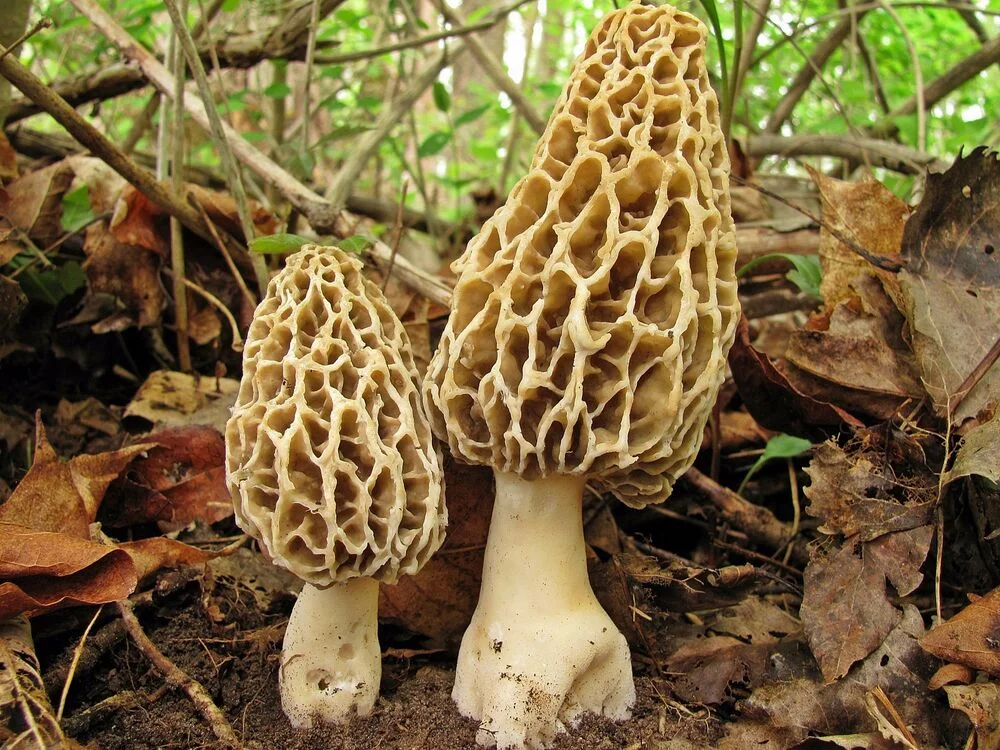 Yellow Morel The highly desirable and edible yellow Morel Mushroom, Morchella esculentoirds. People have tried to cultivate them with less than desirable results. Some things are best kept wild.