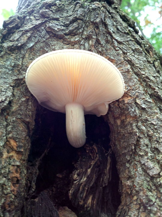 My best guess identification - Oyster Mushroom, Pleurotus ostreatus. With an odd sense of humor.