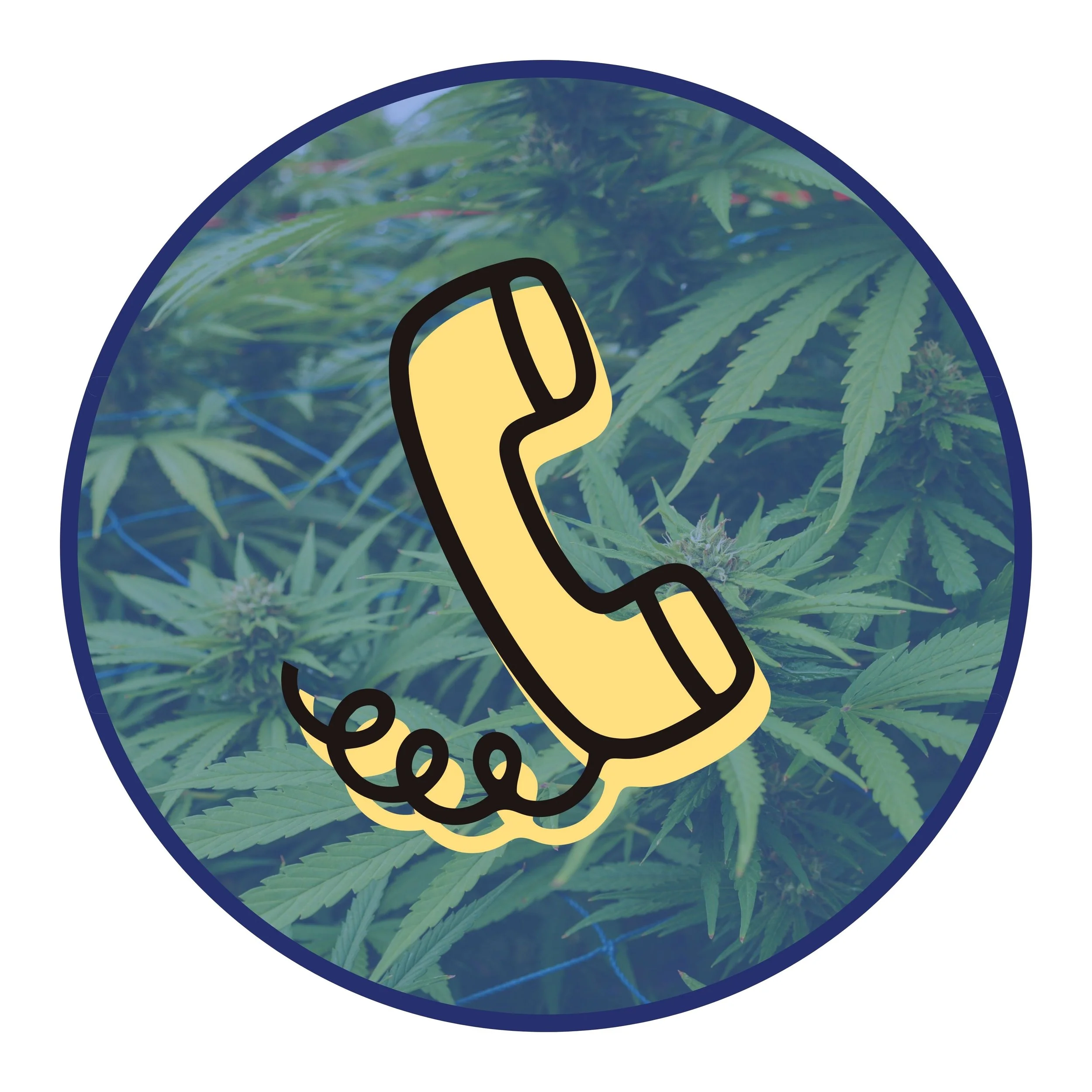 Legalize it! Phone Bank With Team Vikki