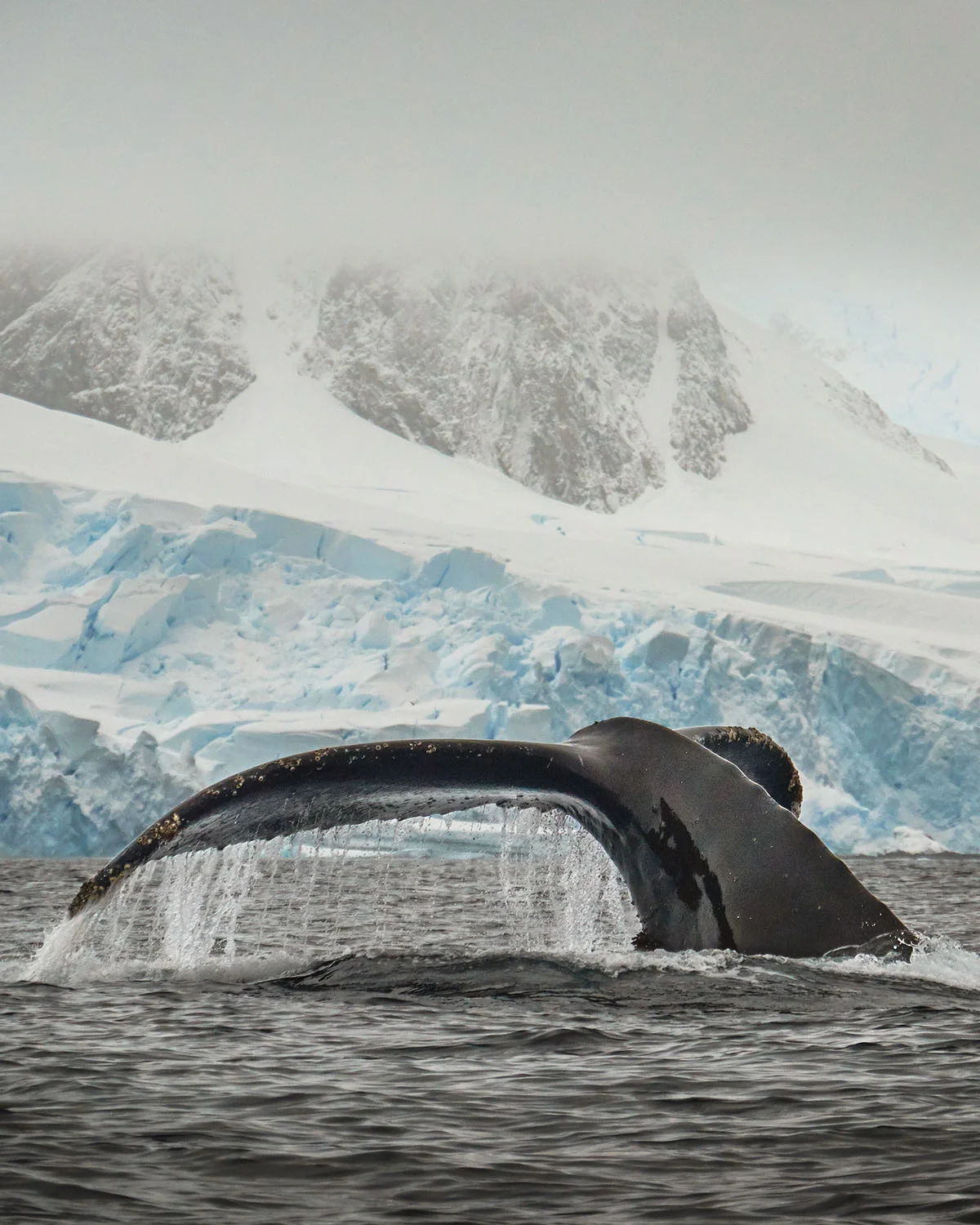 antarctica-3.jpg