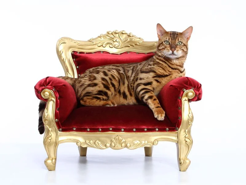 Cats rule the world. But how did they get here? (Tierfotoagentur / Alamy)