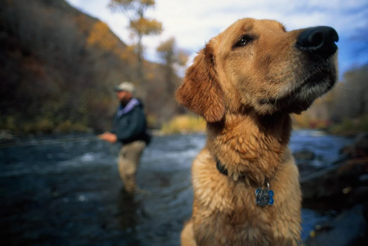 A fly fisherman and his golden retriever enjoy the Provo River in Utah. Canines, emerging research suggests, are more like humans than we ever imagined. (Cameron Lawson, National Geographic Creative)
