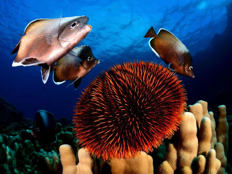 Easter Island is home to at least 142 endemic species, including the Easter Island butterfly fish. (Eduardo Sorensen/The Pew Charitable Trusts)