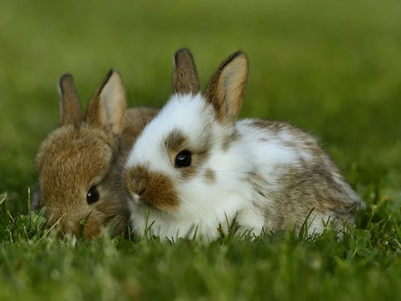 It turns out the story of the domesticated bunny is a lot fuzzier than the legends tell it. (blickwinkel / Alamy )