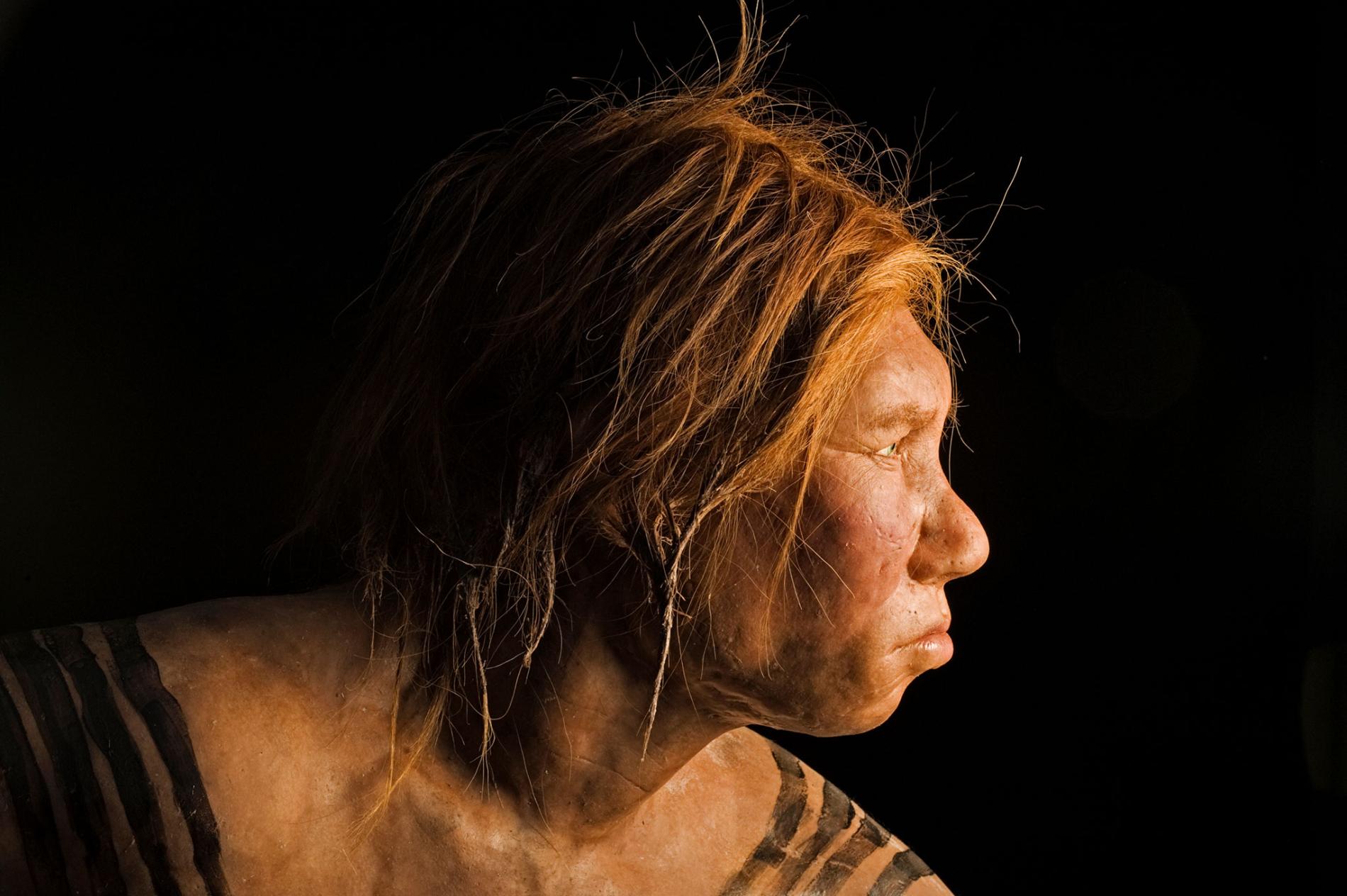 Unveiled in 2008, this reconstruction of a Neanderthal female was the first made using ancient DNA evidence. PHOTOGRAPHY BY JOE MCNALLY, NAT GEO IMAGE COLLECTION