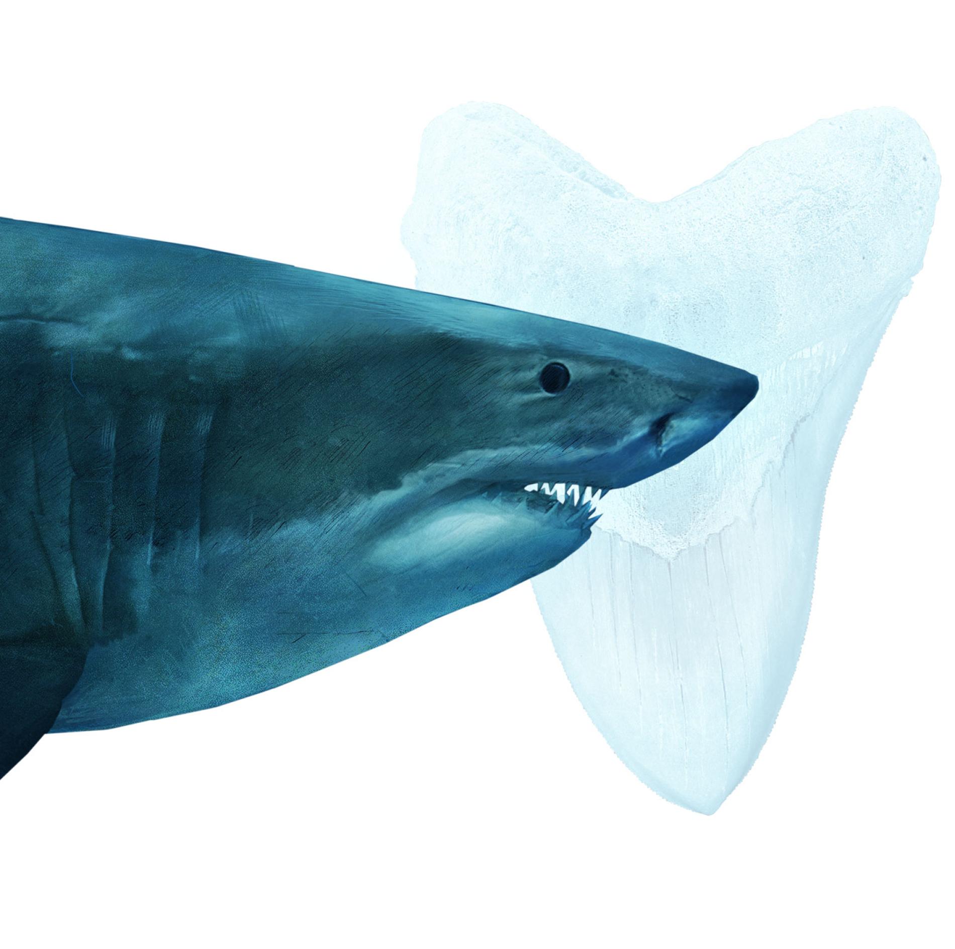 Megalodon were the rulers of the ancient oceans. The massive creatures grew up to 60 feet long and sported jaws more than six feet wide. FERNANDO G. BAPTISTA, DAISY CHUNG, RYAN T. WILLIAMS, CHIQUI ESTEBAN, AND JAIME HRITSIK, NG STAFF; FANNA GEBREYESUS