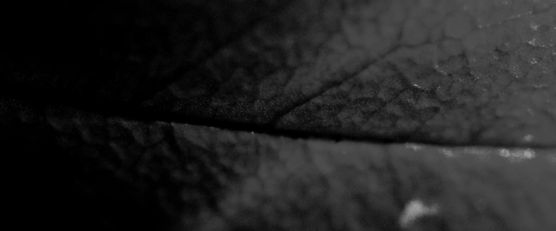 HSC17_PROMO_2 MIN VERSION_0db 11.jpeg