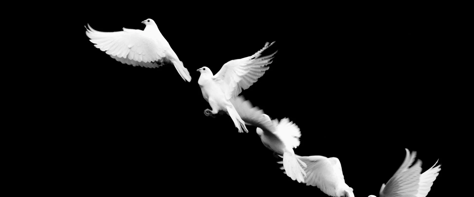 HSC17_PROMO_2 MIN VERSION_0db 17.jpeg