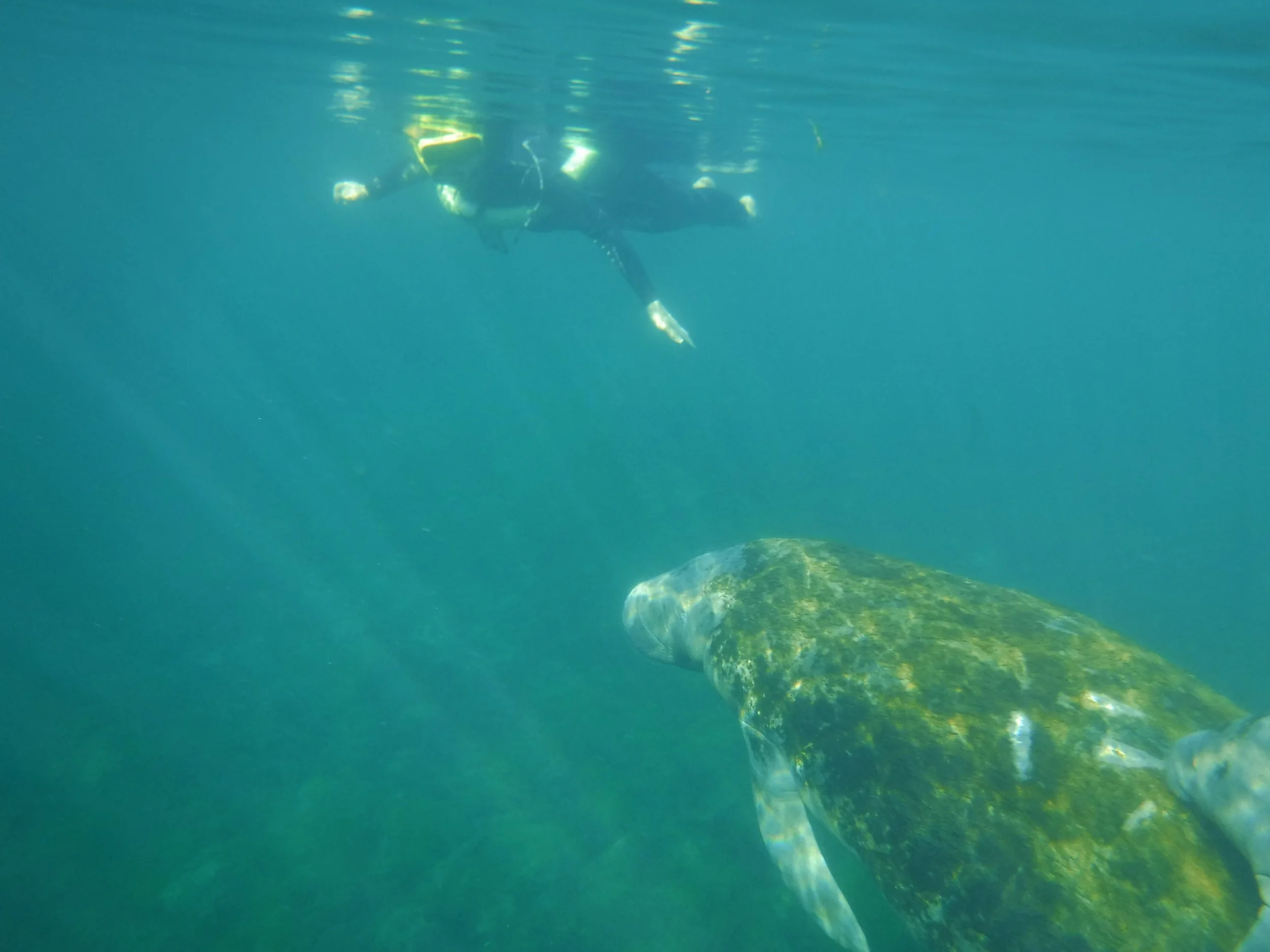 Selfie Does Swimming with the Manatees!