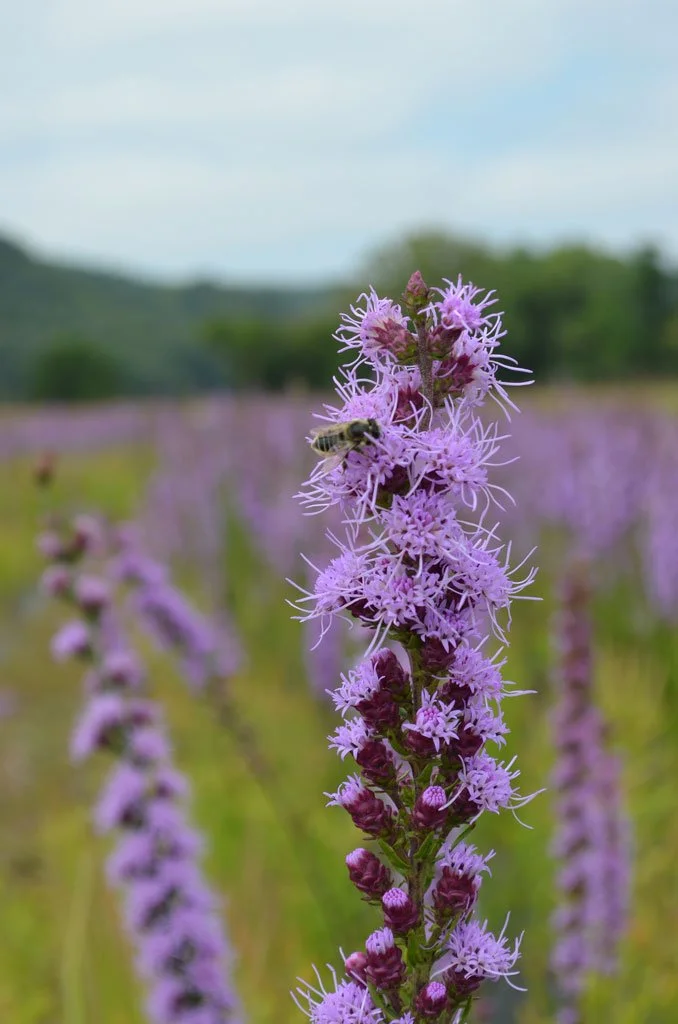 LIATRIS-ASPERA-BUTTON-BLAZING-STAR-POLLINATOR.jpg