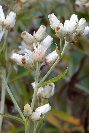 Pseudognaphalium_obtusifolium#2115h#_25Sep2007vahenr@ITWilso.jfif
