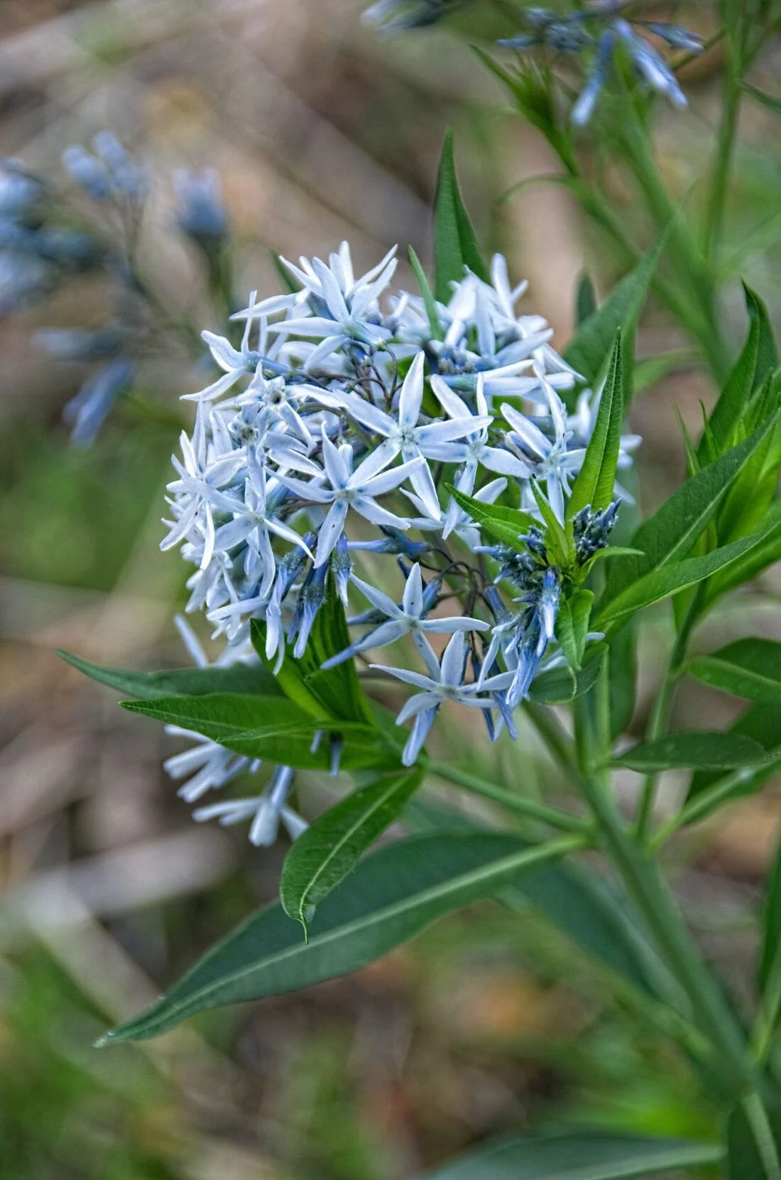 amsonia-1100x1662.jpeg