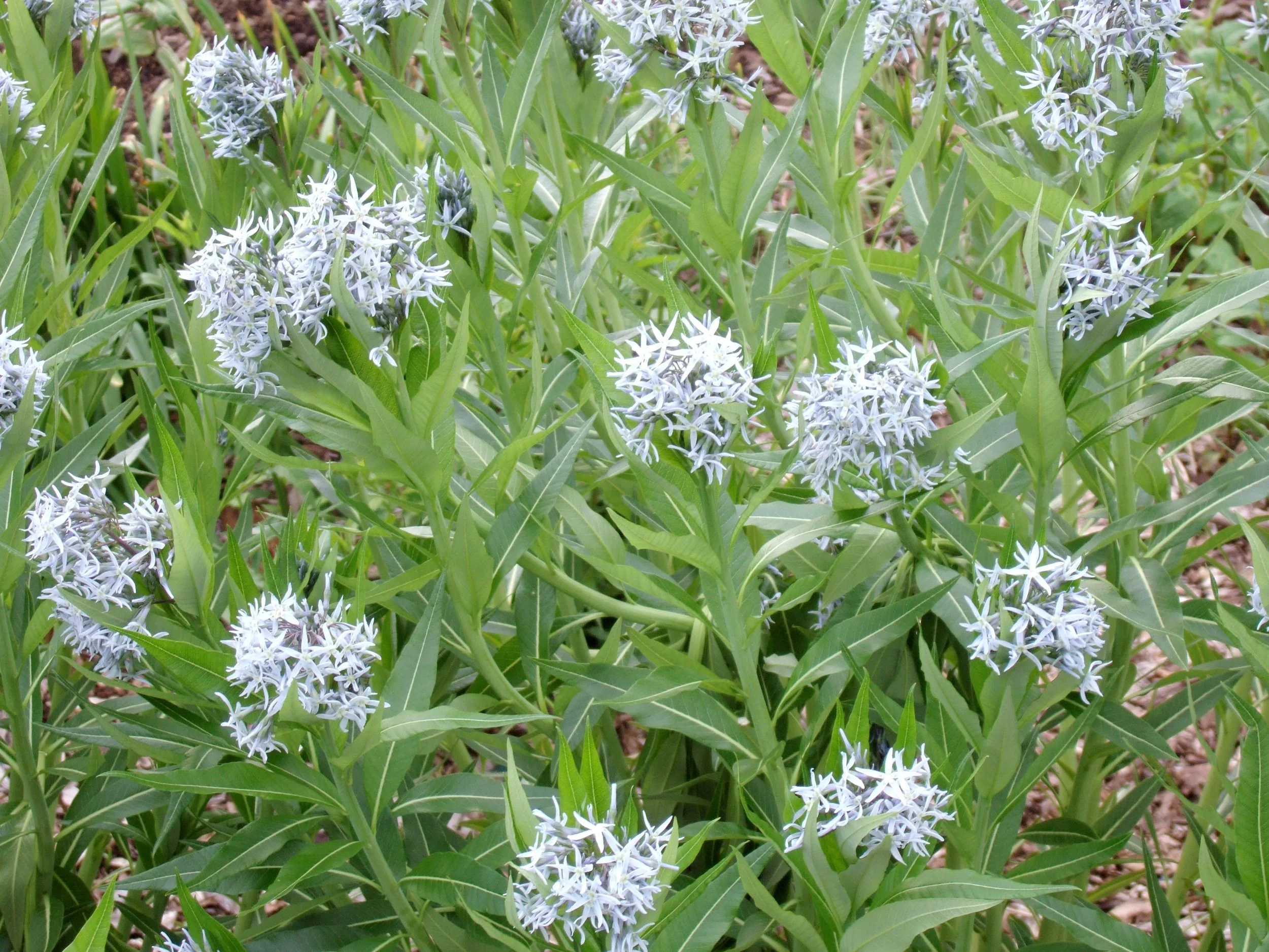 blue-amsonia-tabernaemontana-BTET2_rH41c9gKTS5ysiNX-9c4b0ed6fb674ba2b361620fc53d6a89.jpg