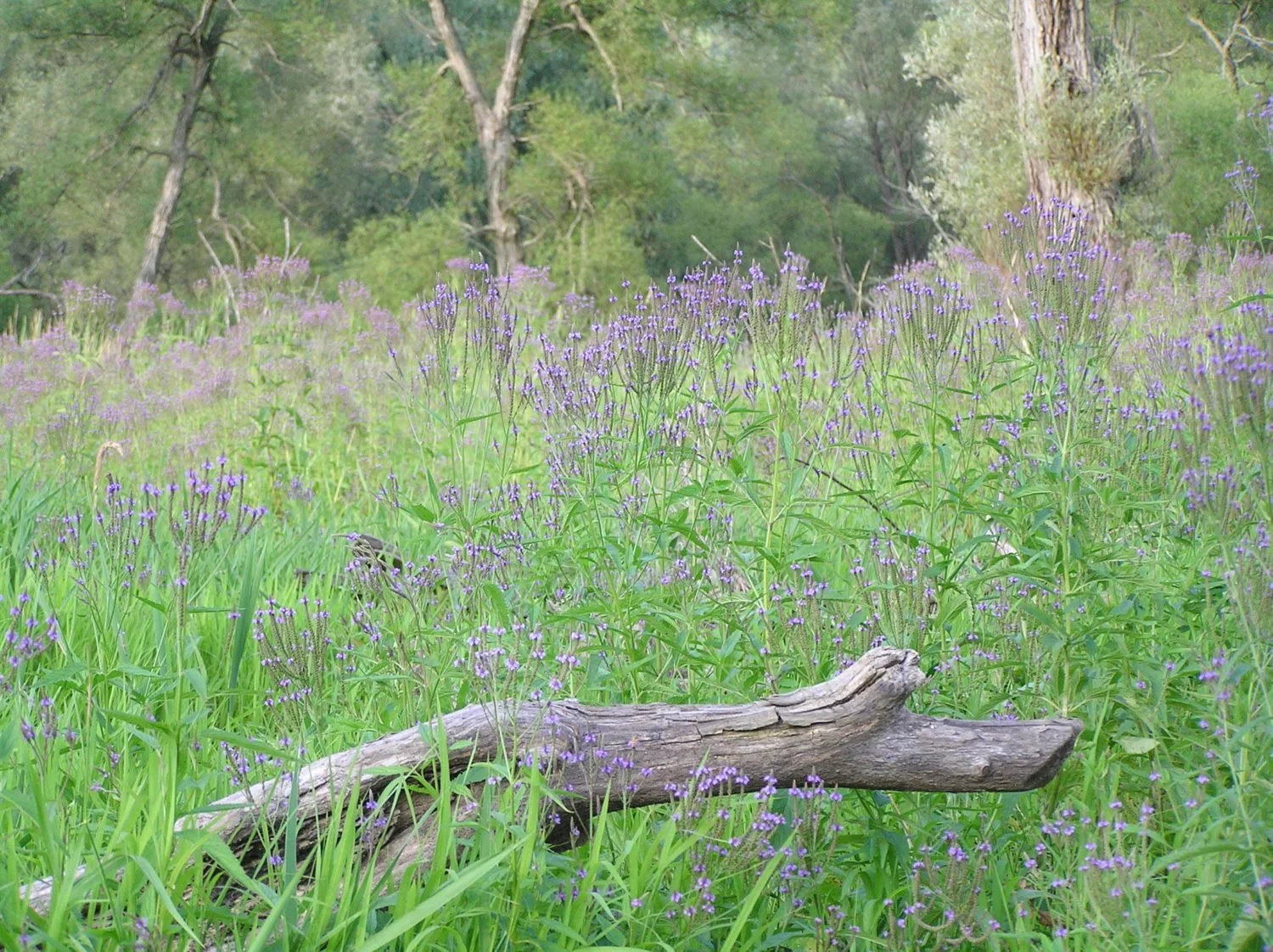 Verbena-hastata-Verbenacae-Blue-vervain-Ellis-Hollow-swamp-Ithaca-NY-July-30-2006-12-of-22.jpg
